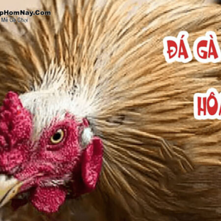 Cách Đá Gà Trực Tiếp Hôm Nay Luôn Thắng Dành Tại Vietnam